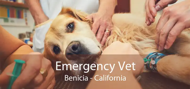 Emergency Vet Benicia - California