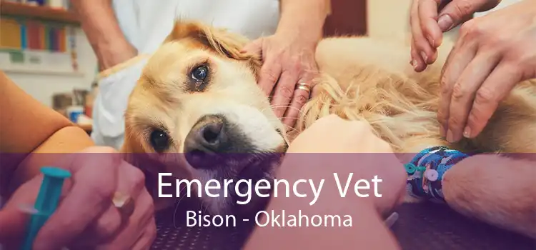 Emergency Vet Bison - Oklahoma