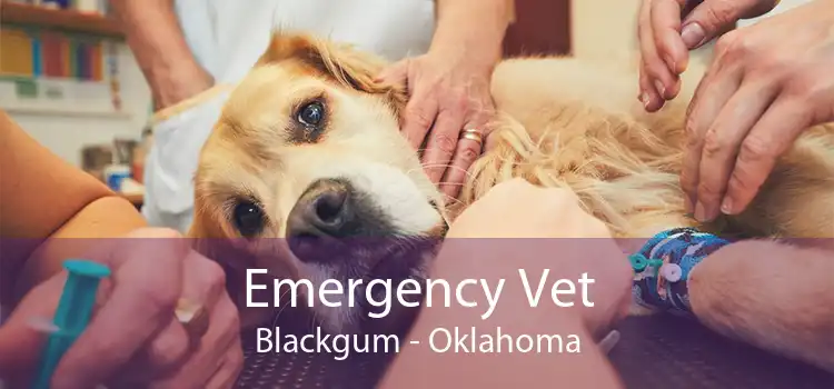 Emergency Vet Blackgum - Oklahoma