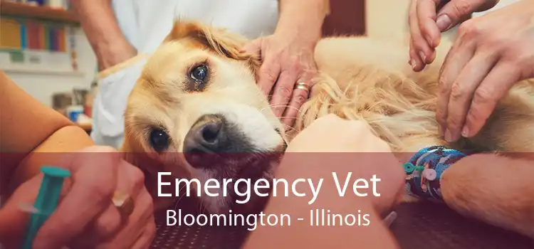 Emergency Vet Bloomington - Illinois