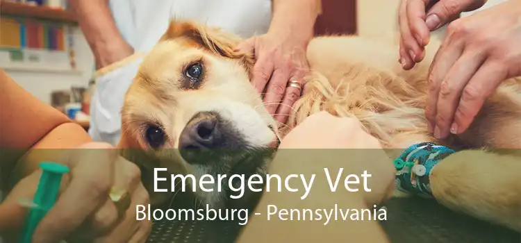 Emergency Vet Bloomsburg - Pennsylvania