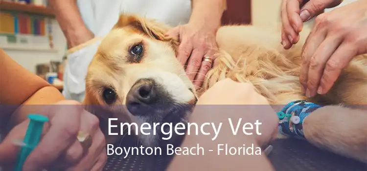 Emergency Vet Boynton Beach - Florida