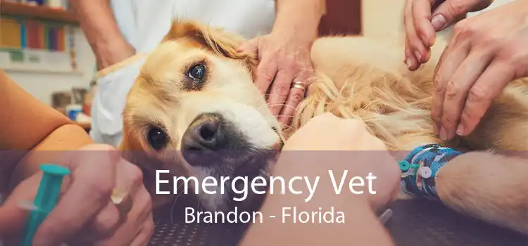 Emergency Vet Brandon - Florida