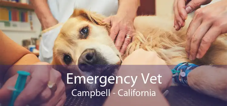 Emergency Vet Campbell - California
