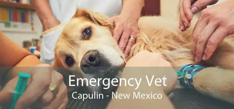 Emergency Vet Capulin - New Mexico