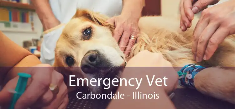 Emergency Vet Carbondale - Illinois