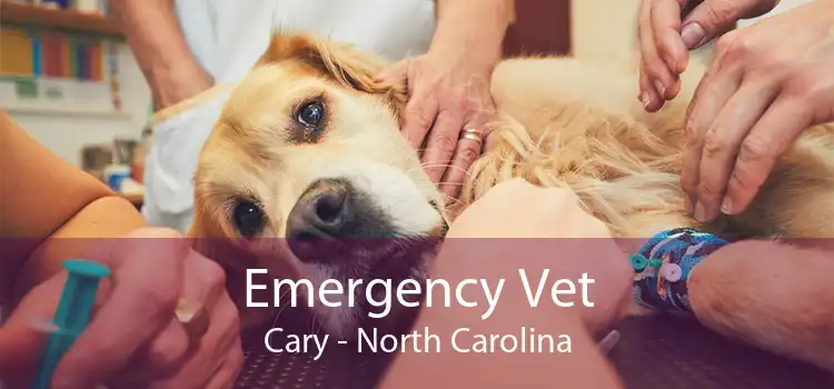 Emergency Vet Cary - North Carolina