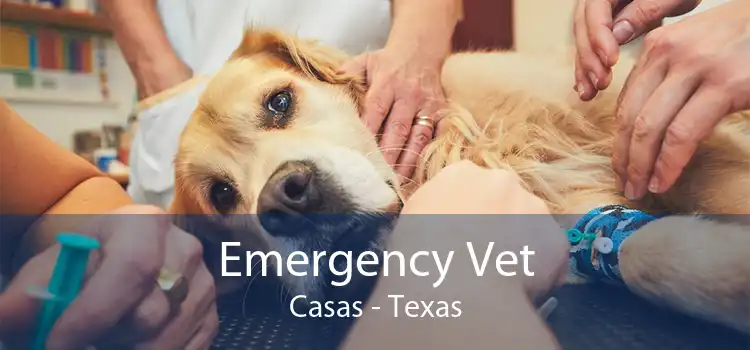 Emergency Vet Casas - Texas