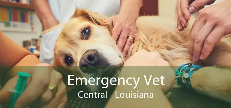 Emergency Vet Central - Louisiana