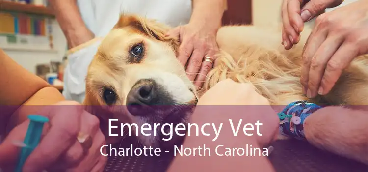 Emergency Vet Charlotte - 24 Hour Emergency Vet Near Me