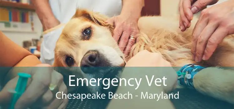 Emergency Vet Chesapeake Beach - Maryland