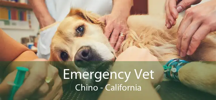 Emergency Vet Chino - California