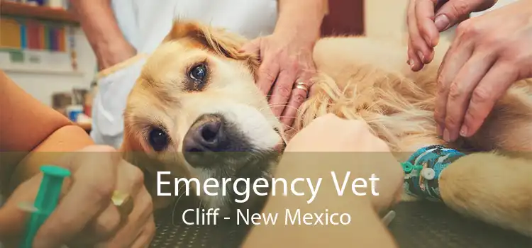 Emergency Vet Cliff - New Mexico