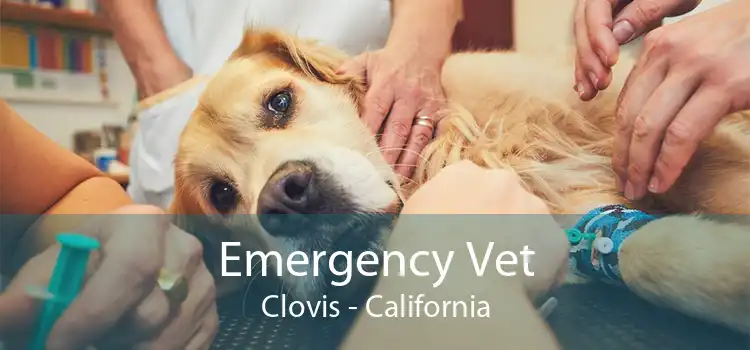Emergency Vet Clovis - California