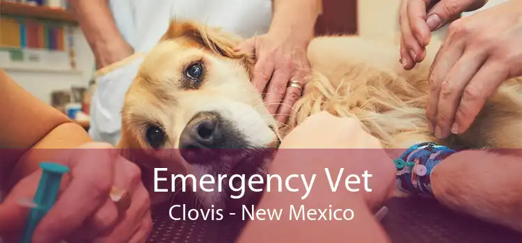 Emergency Vet Clovis - New Mexico