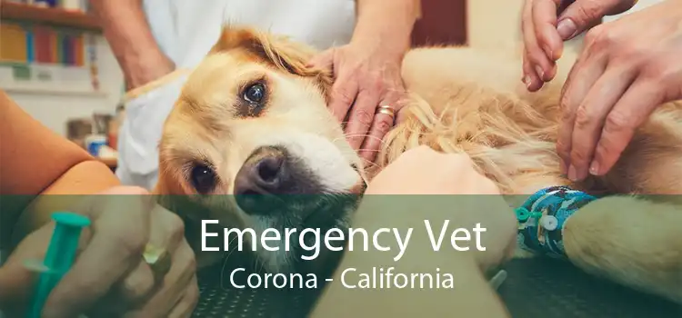 Emergency Vet Corona - California