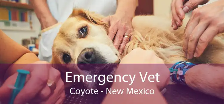 Emergency Vet Coyote - New Mexico