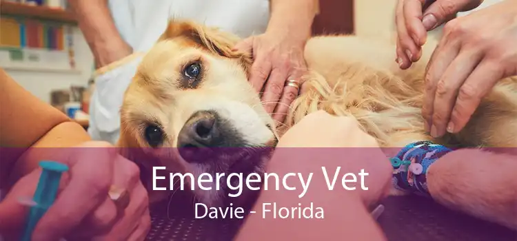 Emergency Vet Davie - Florida