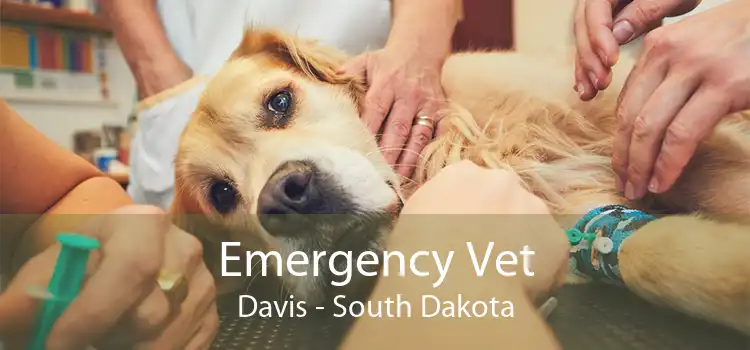 Emergency Vet Davis - South Dakota