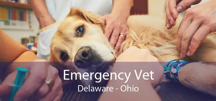 Emergency Vet Delaware - Ohio