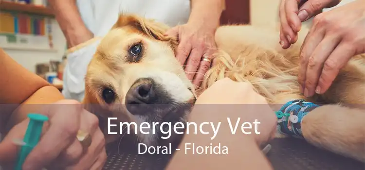 Emergency Vet Doral - Florida