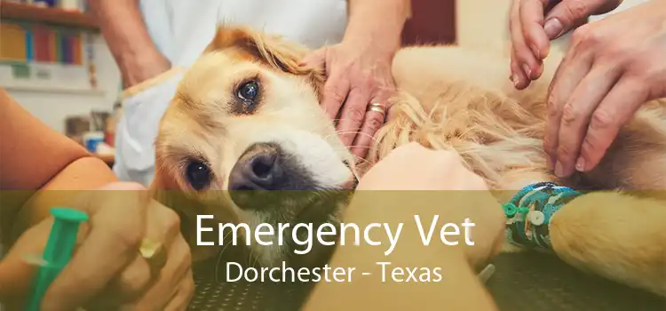 Emergency Vet Dorchester - Texas