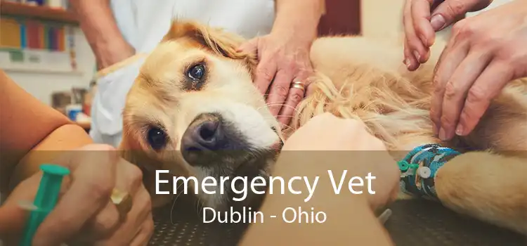 Emergency Vet Dublin - Ohio