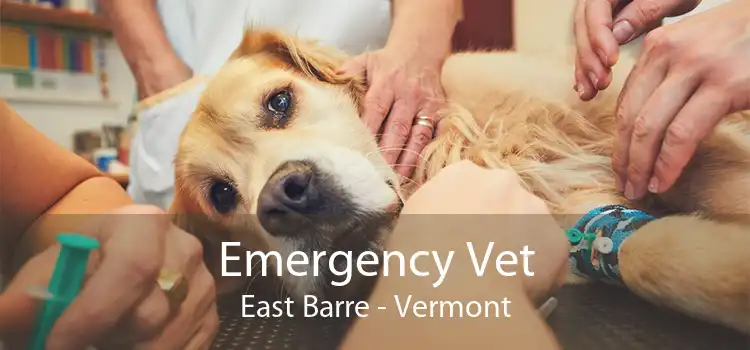 Emergency Vet East Barre - Vermont