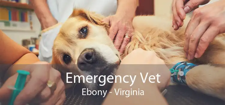 Emergency Vet Ebony - Virginia