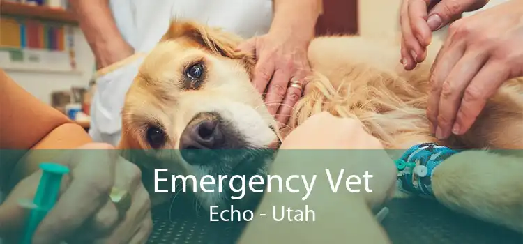 Emergency Vet Echo - Utah