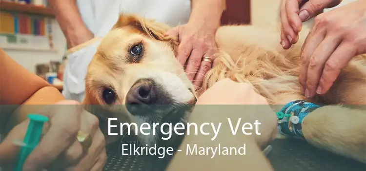 Emergency Vet Elkridge - Maryland