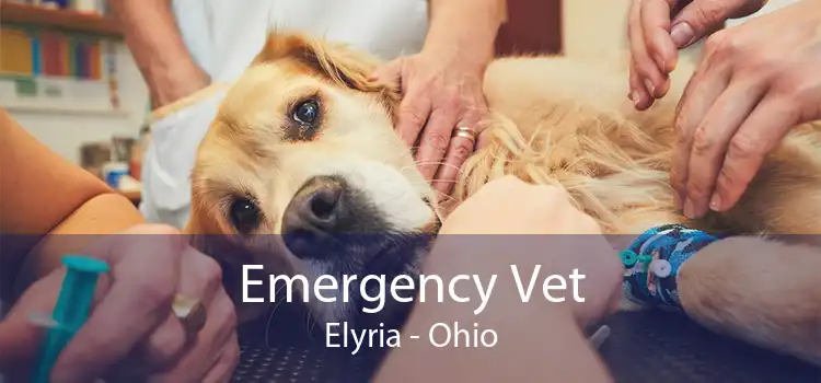 Emergency Vet Elyria - Ohio