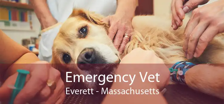 Emergency Vet Everett - Massachusetts