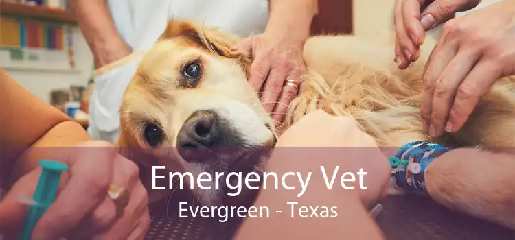 Emergency Vet Evergreen - Texas