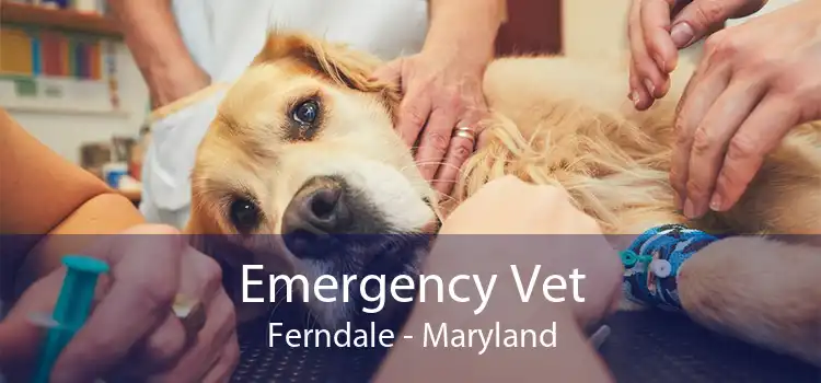 Emergency Vet Ferndale - Maryland