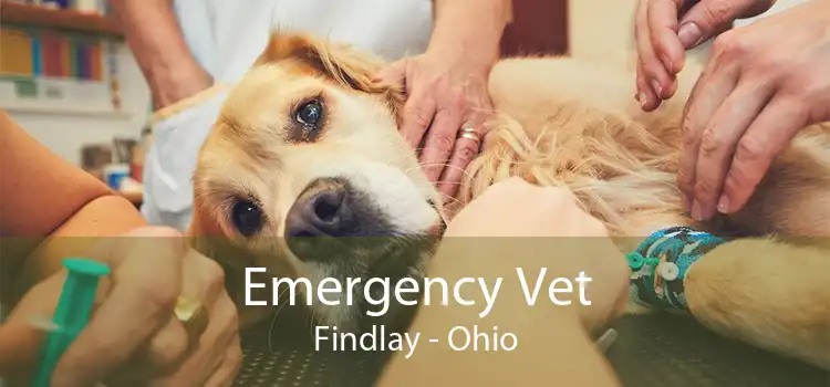 Emergency Vet Findlay - Ohio