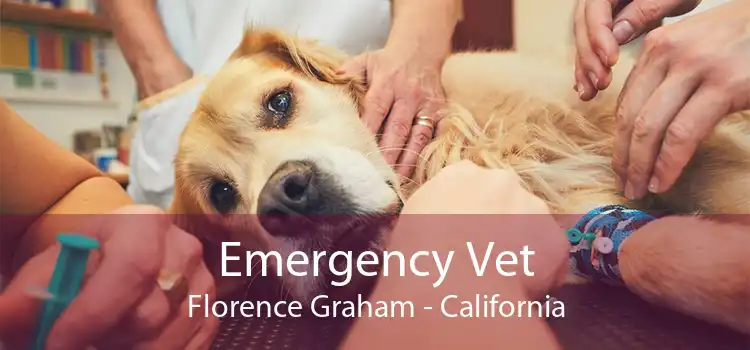 Emergency Vet Florence Graham - California