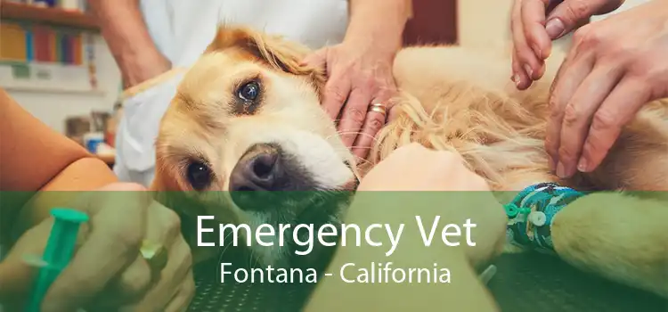 Emergency Vet Fontana - California