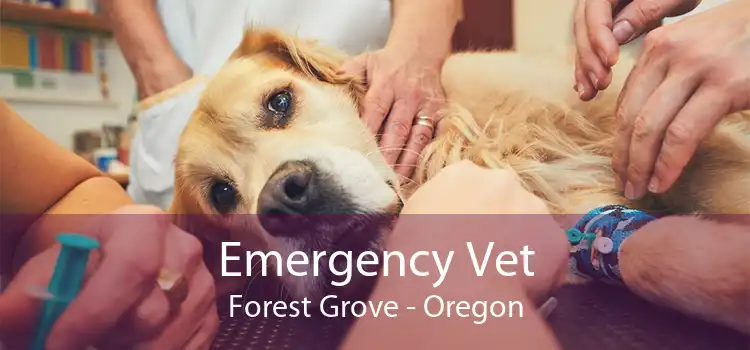 Emergency Vet Forest Grove - Oregon