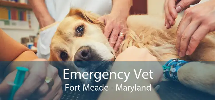 Emergency Vet Fort Meade - Maryland