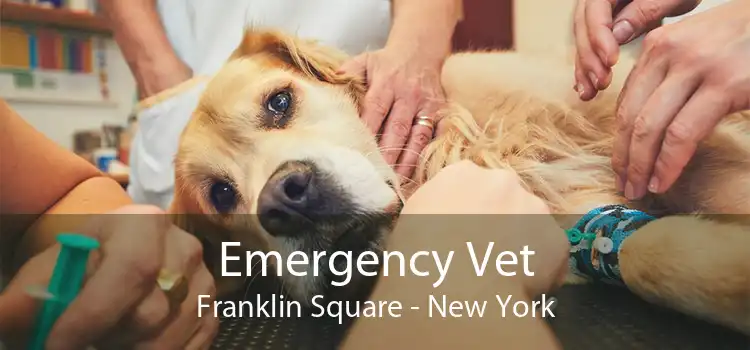 Emergency Vet Franklin Square - New York