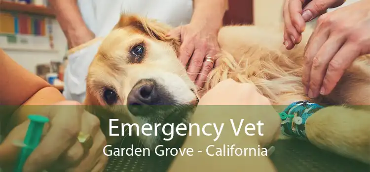 Emergency Vet Garden Grove - California