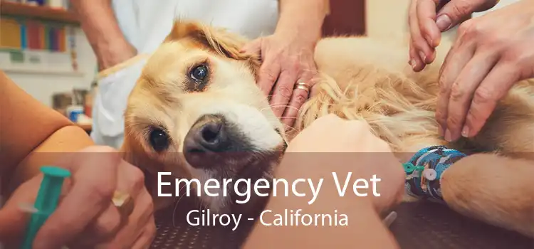 Emergency Vet Gilroy - California