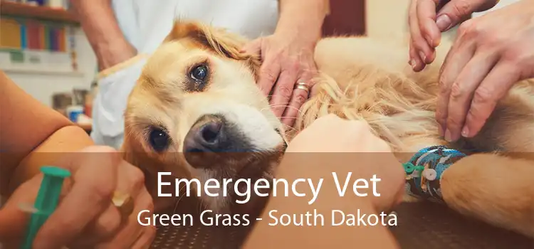 Emergency Vet Green Grass - South Dakota