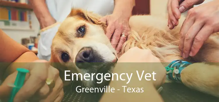 Emergency Vet Greenville - Texas