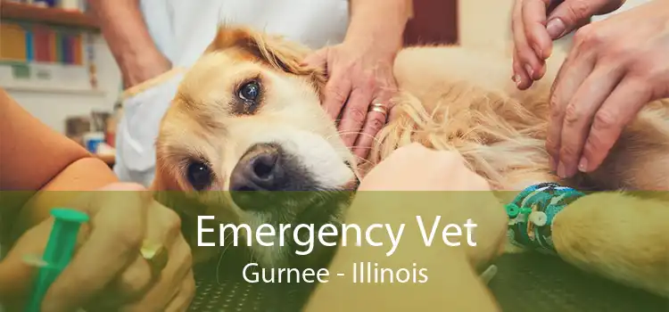 Emergency Vet Gurnee - Illinois