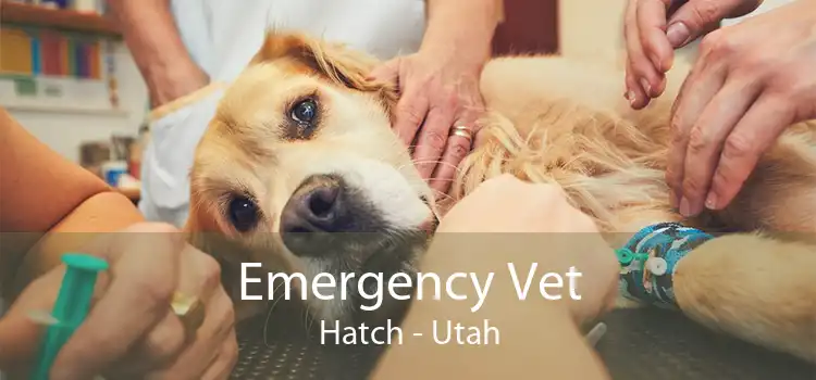 Emergency Vet Hatch - Utah