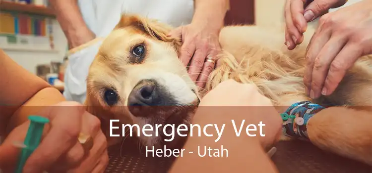 Emergency Vet Heber - Utah