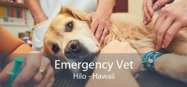 Emergency Vet Hilo - Hawaii