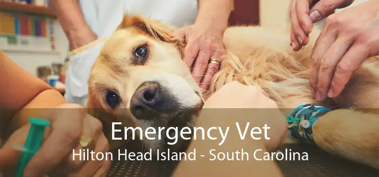 Emergency Vet Hilton Head Island - South Carolina